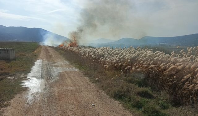 Bucak'ta sazlık alanda yangın