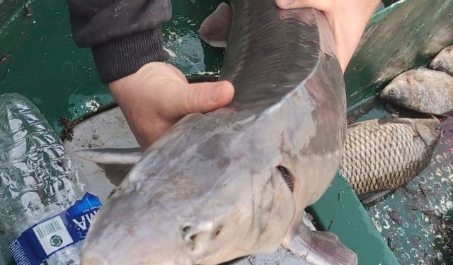 Balıkçının ağlarına takılan Mersin balığı koruma altına alındı