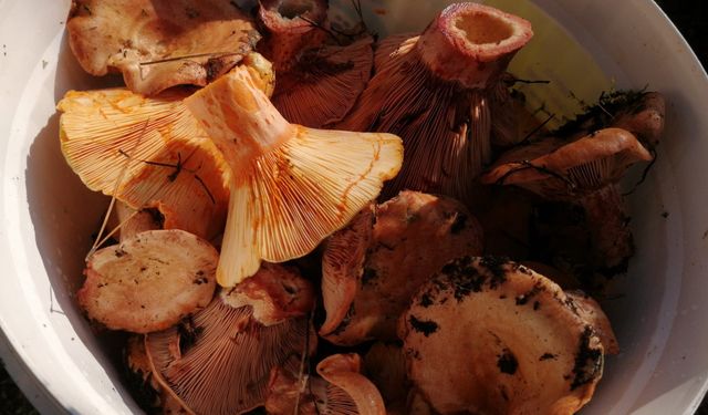 Uzmanından doğadaki mantarlarla ilgili uyarı