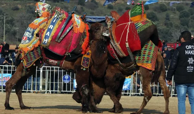 Aydın'da şap hastalığı nedeniyle deve güreşi etkinlikleri ertelendi