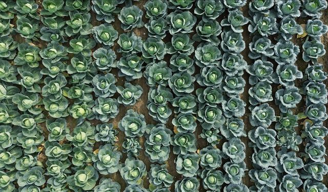 Bafra Ovası'nda sebze üretimine yönelik tarla günü etkinliği düzenlendi