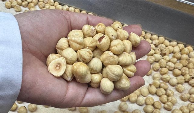 Türkiye, fındık ihracat sezonunun ilk iki ayında 351 milyon dolardan fazla gelir elde etti