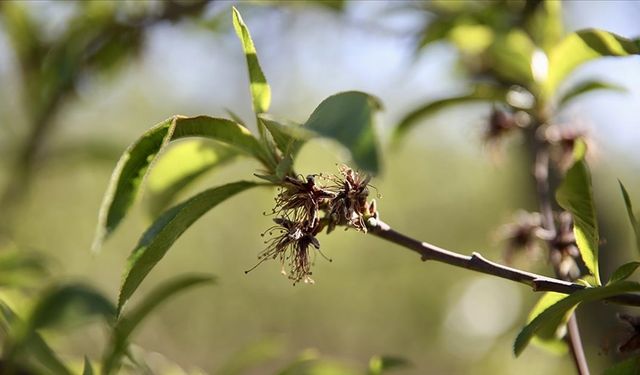 Tarım Bakanı Yumaklı: Zirai Don Desteğinde Ödemeler Sürüyor