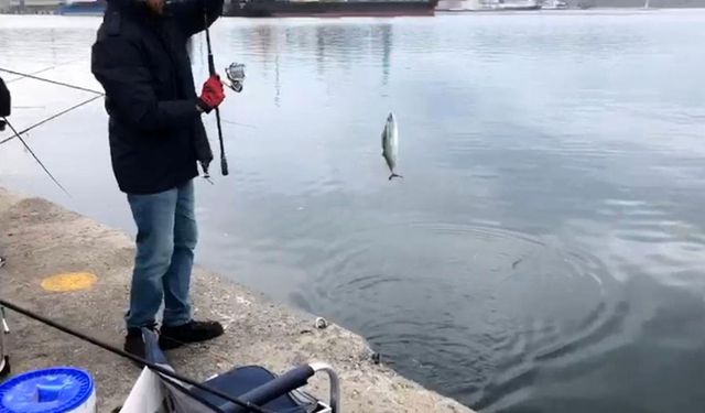 İskelede palamut bereketi