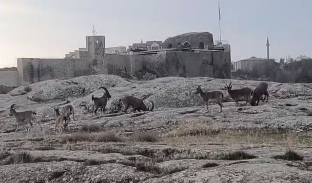 Sabah saatlerinde dağ keçileri sürü halinde ortaya çıktı