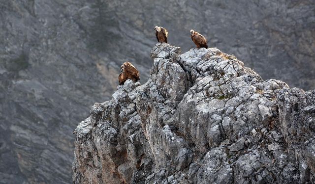 Kemaliye’de göçmen akbabalar görüntülendi