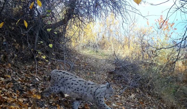 "Ormanın Hayaleti" vaşak Erzincan’da görüntülendi