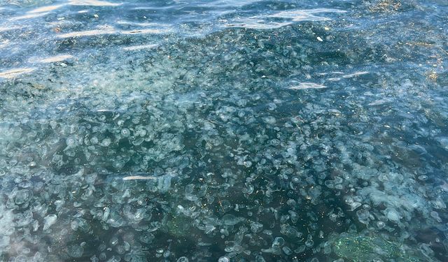 Üsküdar’da hayrete düşüren görüntü: Binlercesi kıyıya vurdu