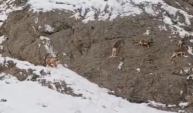 Güzeldere'nin karla kaplı yamaçlarda dağ keçileri görüntülendi