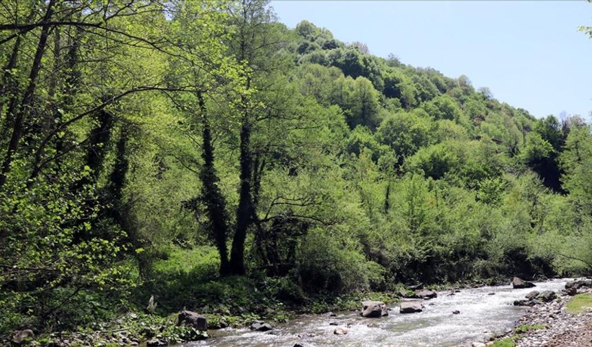 Kocaeli, ormanları ve tabiat parklarıyla bölgesine "nefes" oluyor