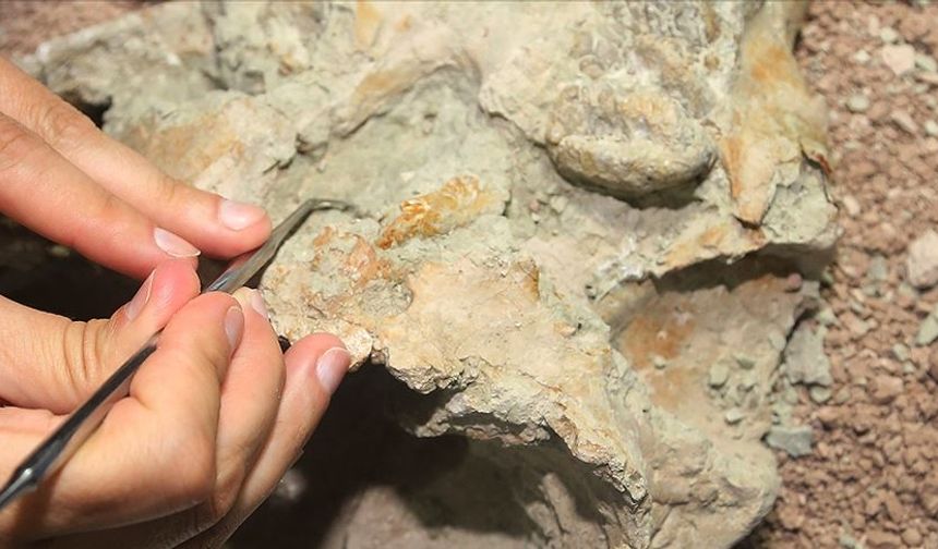 Avustralya'da 100 milyon yıl öncesine ait elasmosaurus iskeleti bulundu