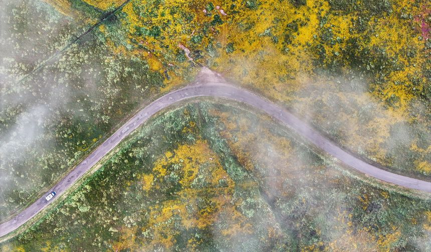 ABD'deki Carrizo Ovası Ulusal Anıt alanı baharın gelmesiyle renklendi