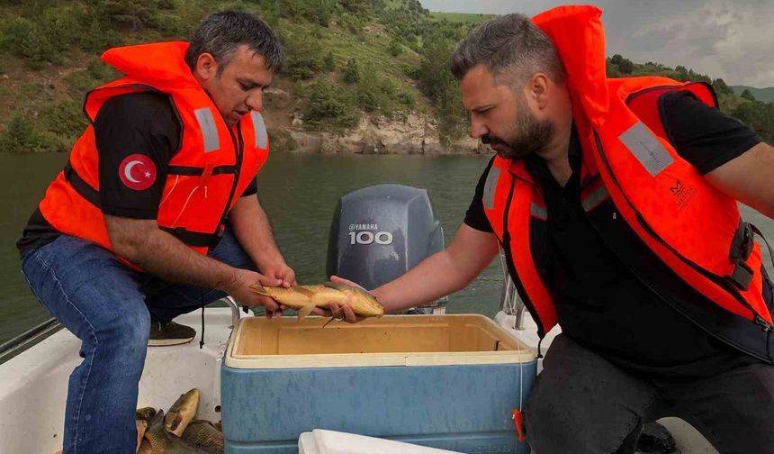 Kars’ta sazan balıklarının üreme dönemleri araştırılıyor