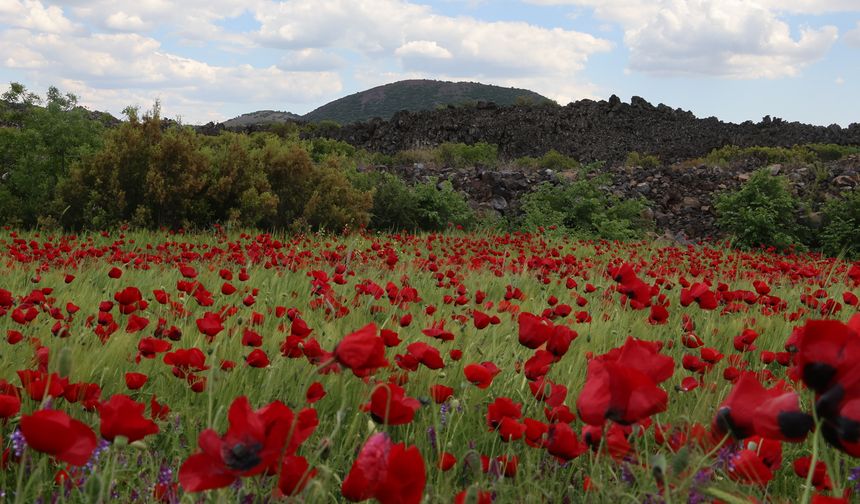 Manisa'da doğa gelinciklerle renklendi