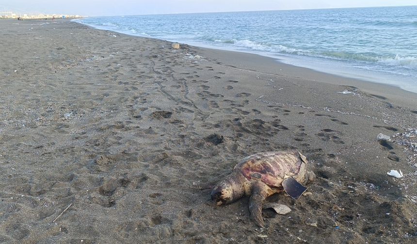 Ölü caretta caretta sahile vurdu