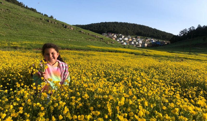 Eğriçimen Yaylası sarı papatyalarla renklendi