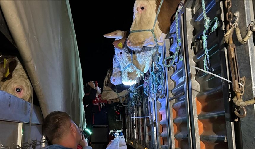 İstanbul'a kurbanlık hayvan girişleri başladı