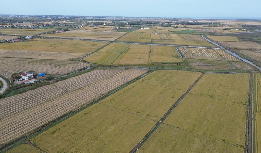 Bafra Ovası'nda 117 bin tonun üzerinde çeltik rekoltesi bekleniyor