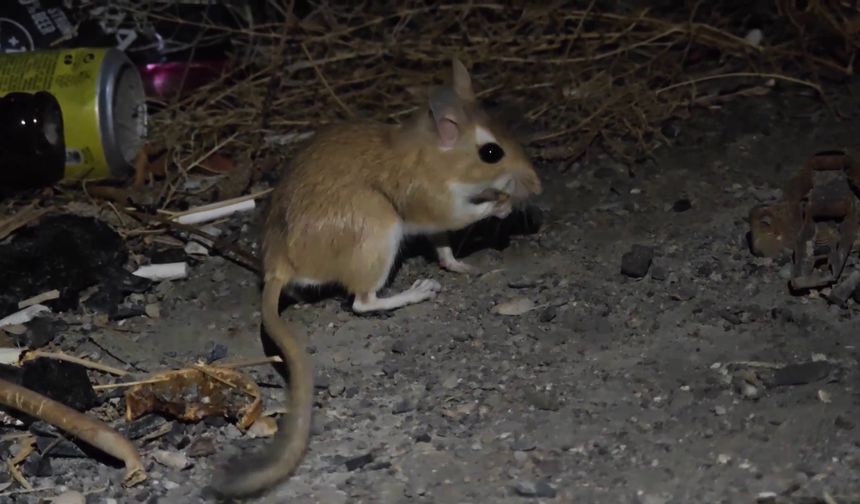 Nesli tükenme tehlikesindeki Arap tavşanı görüntülendi