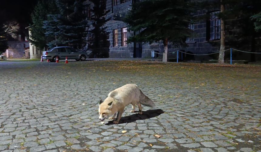Tilkiyi bisküvi ile besledi: O anları kayda aldı