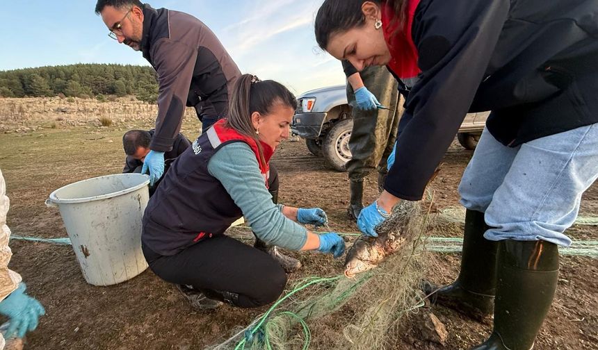 Bolu’da 5 kilometrelik hayalet ağ toplandı: 500 balık canlı kurtarıldı
