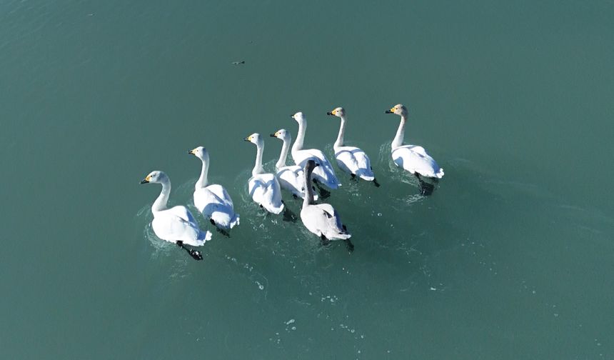 Süphan Dağı manzarasında kuğu dansı