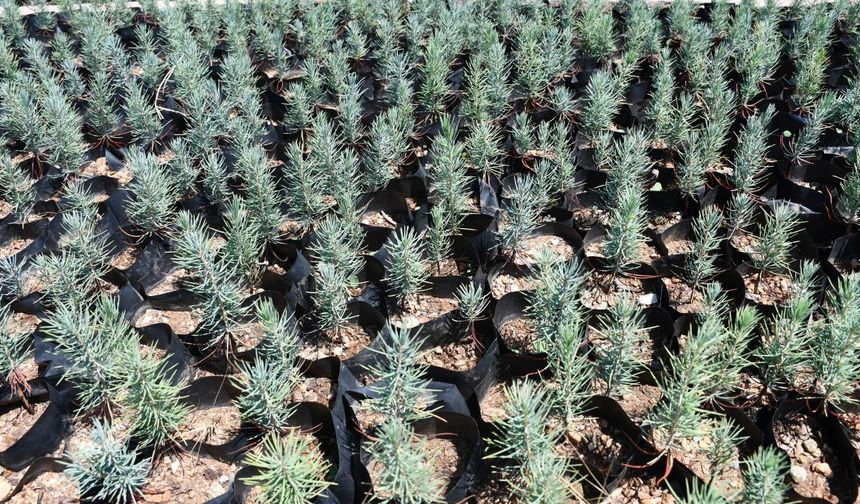 Gabar’da yeşil hamle: Petrol sahasında fidan seferberliği başladı