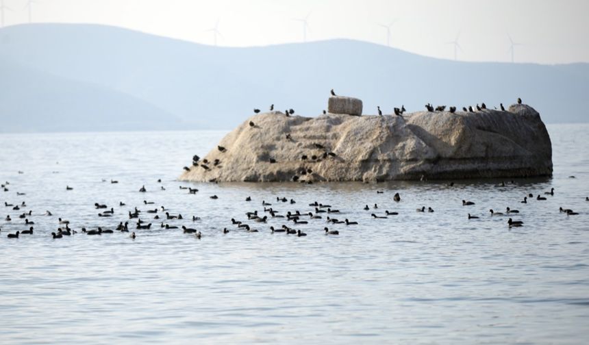 Yağışlar Bafa Gölü'ne nefes oldu: Doğal yaşam yeniden canlandı